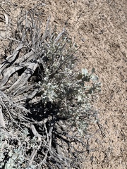Atriplex argentea longitrichoma