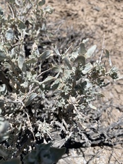 Atriplex argentea longitrichoma