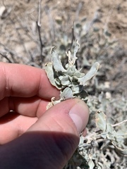 Atriplex argentea longitrichoma