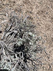 Atriplex argentea longitrichoma