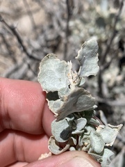 Atriplex argentea longitrichoma