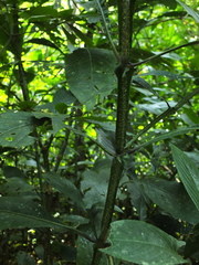 Strobilanthes barbatus