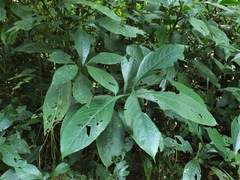 Strobilanthes barbatus