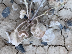 Eriogonum bifurcatum