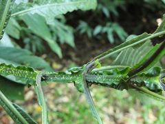 Strobilanthes barbatus