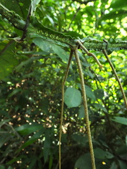 Strobilanthes barbatus