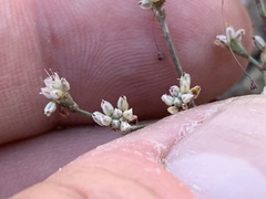 Eriogonum bifurcatum