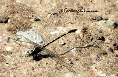 Progomphus clendoni