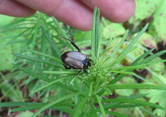 Strigoderma arbicola
