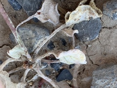 Eriogonum bifurcatum