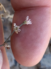 Eriogonum bifurcatum