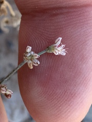 Eriogonum bifurcatum