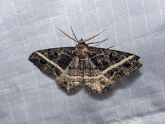 Harutalcis
