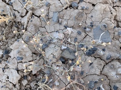Eriogonum bifurcatum