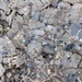 Pahrump Valley Buckwheat - Photo (c) Corey Lange, some rights reserved (CC BY-NC), uploaded by Corey Lange