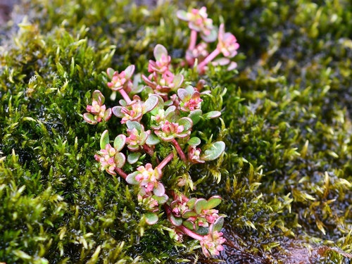 Koenigia islandica