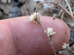 Eriogonum bifurcatum