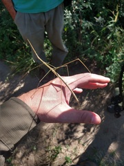 Carphoproscopia lancea