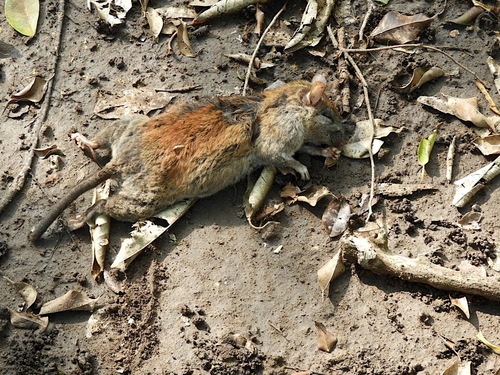 Allen's Woodrat