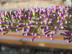 Buddleja davidii