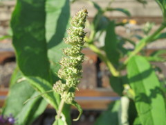 Buddleja davidii