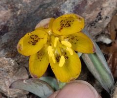 Fritillaria glauca