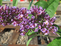 Buddleja davidii
