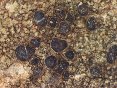 Pyrenodesmia albovariegata