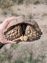 Chelonoidis chilensis