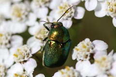 Cryptocephalus sericeus
