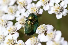 Cryptocephalus sericeus
