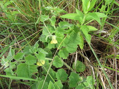 Physalis heterophylla