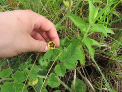 Physalis heterophylla