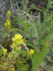 Castilleja wightii