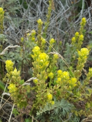 Castilleja wightii
