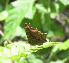 Polygonia satyrus