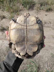 Chelonoidis chilensis