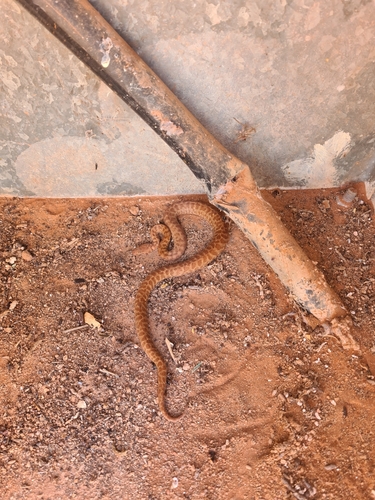 Pygmy Python sighting