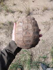 Chelonoidis chilensis