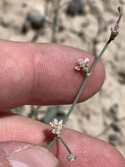 Eriogonum bifurcatum