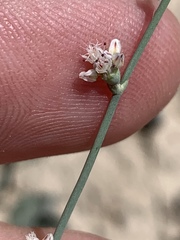 Eriogonum bifurcatum
