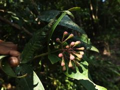 Syzygium munroi