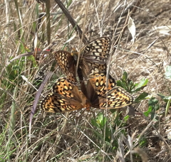 Speyeria callippe callippe