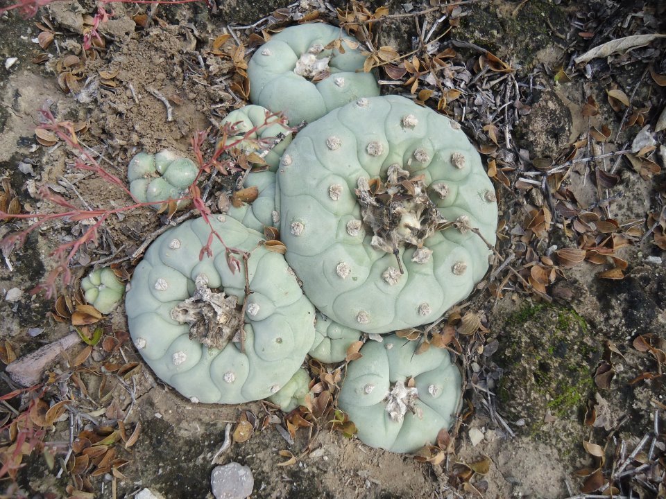 Lophophora diffusa in September 2011 by Eva Uribe · iNaturalist