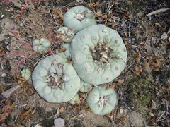 Lophophora diffusa