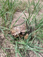 Chelonoidis chilensis