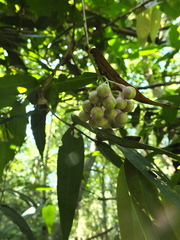 Syzygium munroi