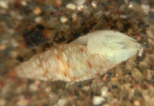 Daphnella interrupta observed 2002-08-13
