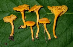 Cantharellus minor