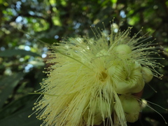 Syzygium munroi